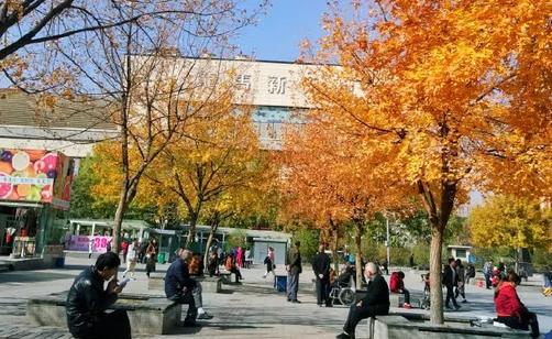 太原服裝城老年活動(dòng)中心秋色宜人，放眼望去一片金黃 新聞資訊 第1張